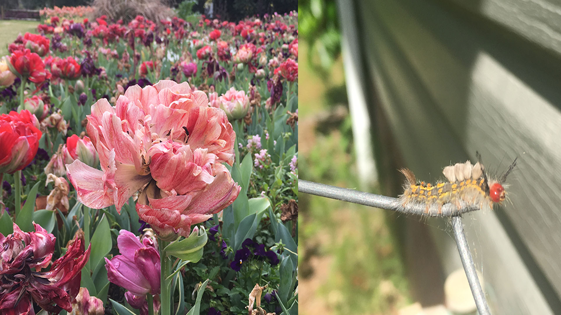 airlie flowers and house caterpillar