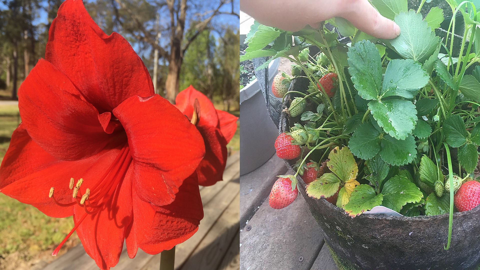 nature 1 strawberry amaryl
